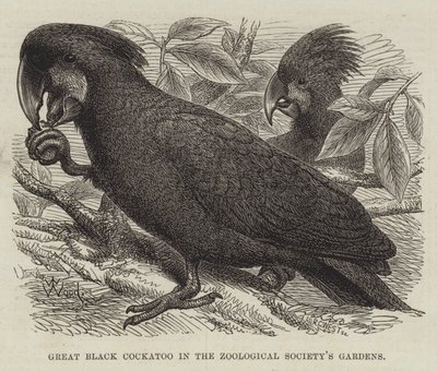Great Black Cockatoo in the Zoological Society